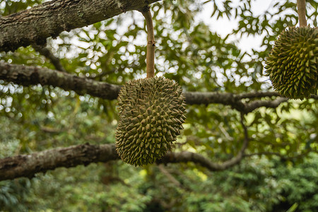 榴莲树摄影照片_榴莲 - 热带水果之王，在果园的树枝上。