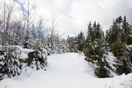 路径进入多雪的森林