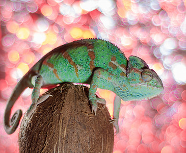 外来动物摄影照片_绿色变色龙坐在彩色背景中的椰子上
