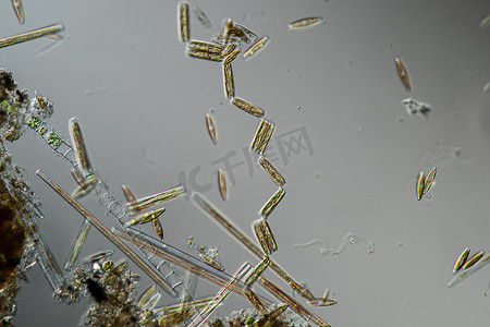 各种硅藻