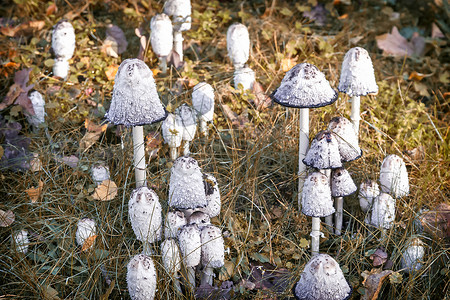 不可伪造摄影照片_不可食用的有毒蘑菇伞菌。