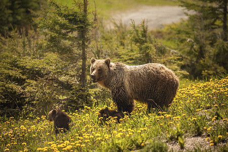 贾斯珀国家公园摄影照片_加拿大贾斯珀国家公园的熊