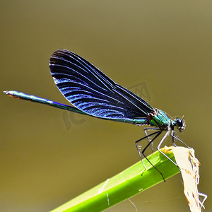 处女座颜色摄影照片_蜻蜓 Calopteryx 处女座的特写