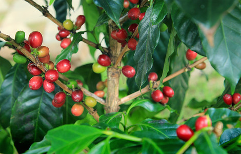 生长的咖啡豆摄影照片_植物上的咖啡豆