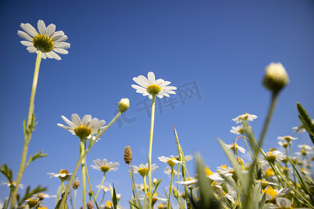 春天的小雏菊