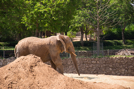 大象散步