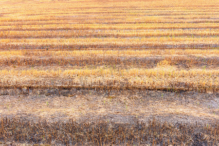 干旱稻田摄影照片_泰国农村火灾后的稻田。
