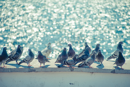 鸽子大海摄影照片_一群鸽子在蔚蓝大海的映衬下在海滨。