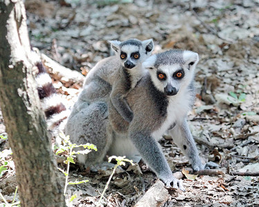 猴妈妈和猴宝宝摄影照片_马达加斯加宝宝和妈妈的狐猴 catta (maki)