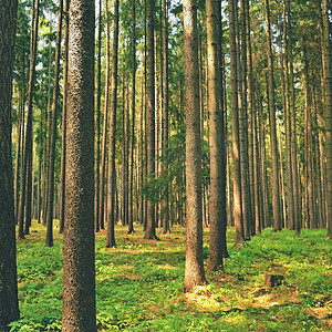 森林中的树木和自然背景，供您在大自然中放松和娱乐。