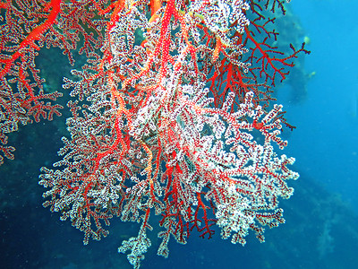 繁荣的珊瑚礁充满了海洋生物和鱼群，