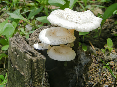 印度肉质小白色蘑菇真菌在阳光下生长在野生热带潮湿森林地区地面土壤（其食物来源）上方的树干上。