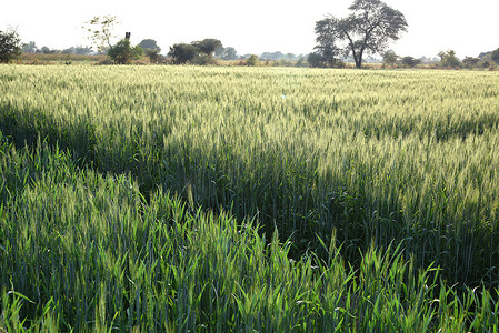 麦子特写摄影照片_在有机农田的绿色麦子