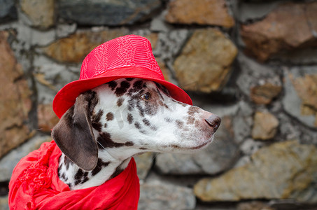 戴红帽的达尔马提亚狗和一条带流苏的围巾坐在