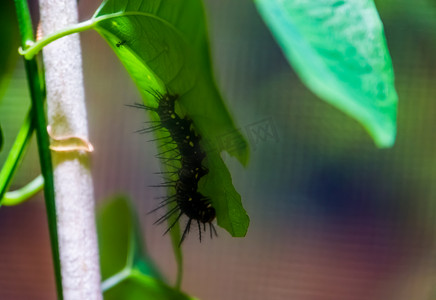 一只黑色朱莉娅蝴蝶毛虫的特写，幼虫阶段，来自巴西的热带昆虫