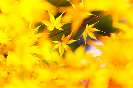 黄色枫叶背景
