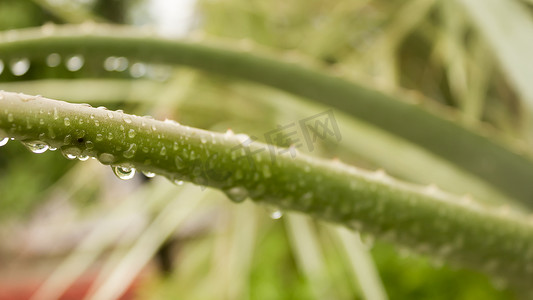 尖尖的龙舌兰杂色植物（龙舌兰龙舌兰）在降雨后叶子上有水。