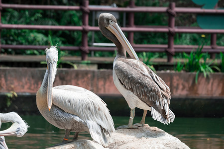 大白背景摄影照片_大白鹈鹕 (Pelecanus onocrotalus) 又名东部白鹈鹕、玫瑰色鹈鹕或白鹈鹕