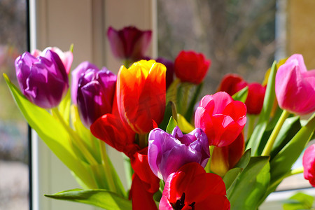 窗台上的花瓶里有一束芬芳的盛开的郁金香。