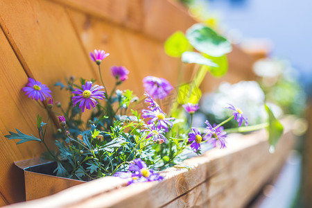 上架中摄影照片_在自己的花园里自己做花箱：欧洲调色板中的春天花朵