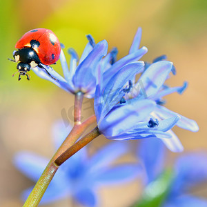 蓝色花朵上的瓢虫