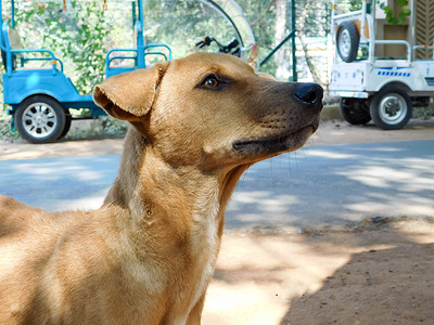 首也摄影照片_在南亚印度加尔各答的街道上，普通的印度贱民流浪狗也被称为纯种本地狗或德西街头狗。