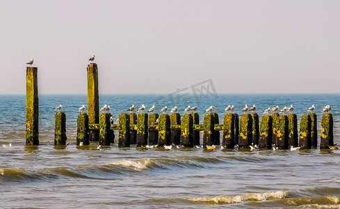 大海波浪海鸥摄影照片_荷兰 Zeeland Domburg 海滩，海中有许多海鸥的波浪断路器杆