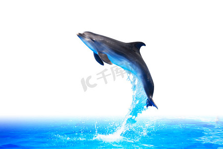海豚跳高
