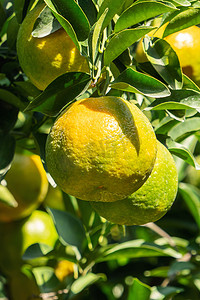 橙叶摄影照片_橙园果园树上新鲜成熟的橘子橘子。