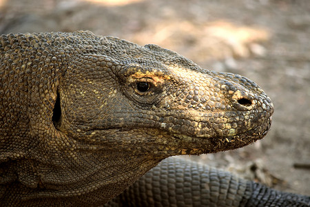 科莫多巨蜥摄影照片_科莫多巨蜥在科莫多国家公园的特写