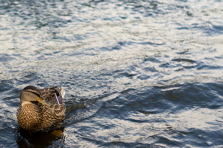 鸭子在河里游泳摄影照片_一只年轻漂亮的鸭子在河里游泳。