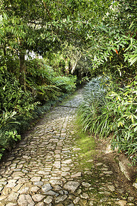 花园中绿色植被之间的路径