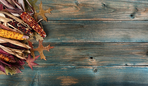 感恩节假期背景的蓝色木板上褪色的秋叶和玉米