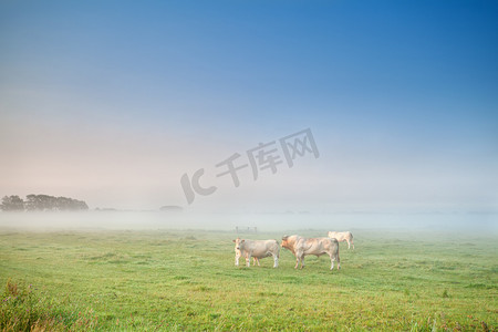 奶牛和公牛在牧场上的薄雾中