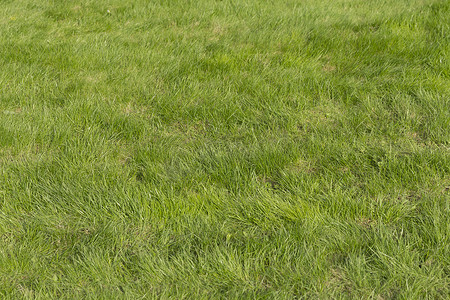 足球场上郁郁葱葱的绿草
