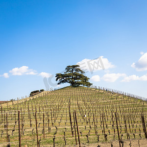 意大利皮埃蒙特地区的 Barolo 和 Barbaresco 乡村。