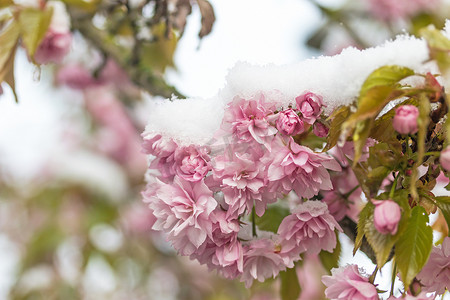树花摄影照片_樱花树花上的雪
