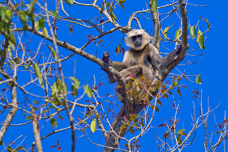 德赖灰叶猴，皇家巴迪亚国家公园，尼泊尔