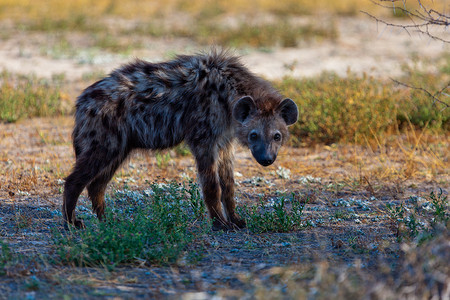 观赏动物摄影照片_鬣狗在国家公园坦桑尼亚