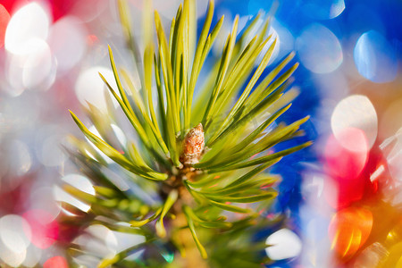 圣诞松树树枝特写镜头与针。