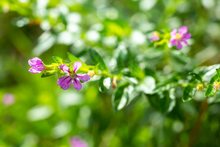 散景花园背景中的紫色小花、特写和宏观拍摄、选择性聚焦、抽象图形设计