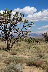 莫哈韦沙漠中的约书亚树