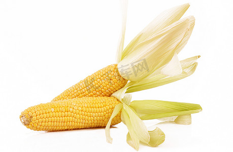 白色背景上的新鲜玉米
