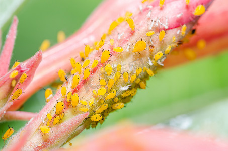 花上的蚜虫