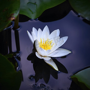 美丽盛开的花朵-池塘上的白色睡莲。 