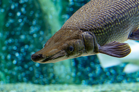 在亚洲某地的一个巨大水族馆游泳时，一只鳄鱼 gar Atractosteus 铲子