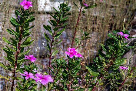 福禄考 (Phlox paniculata) 在花园里的紫色火焰花，福禄考。