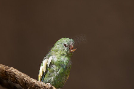 伤害野生动物摄影照片_一只喙受伤的鹦鹉的特写