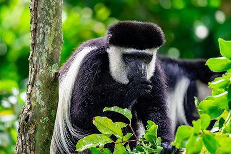 黑白疣猴坐在树上吮吸拇指，好奇观察