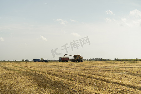 联合收割机农业机械收割金黄成熟的麦田。